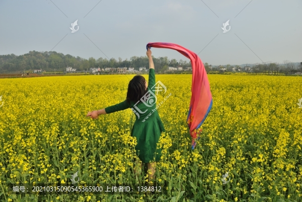 油菜花風景