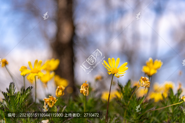 春天的小黃花