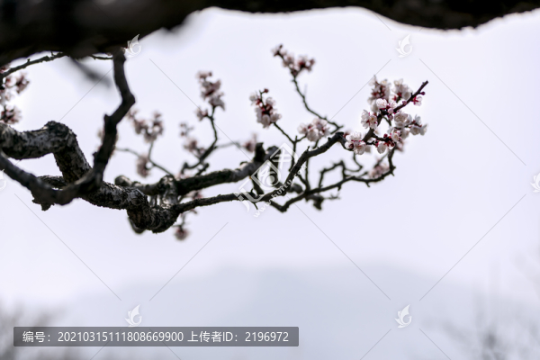 一枝盛開的杏花