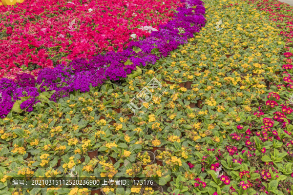 公園花草地