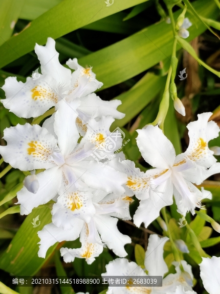 鳶尾花