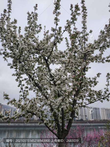 李子樹開花