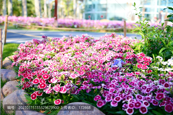 花壇鮮花景觀