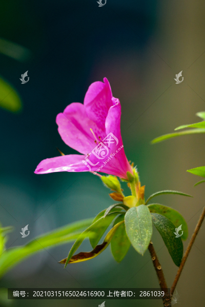 杜鵑花