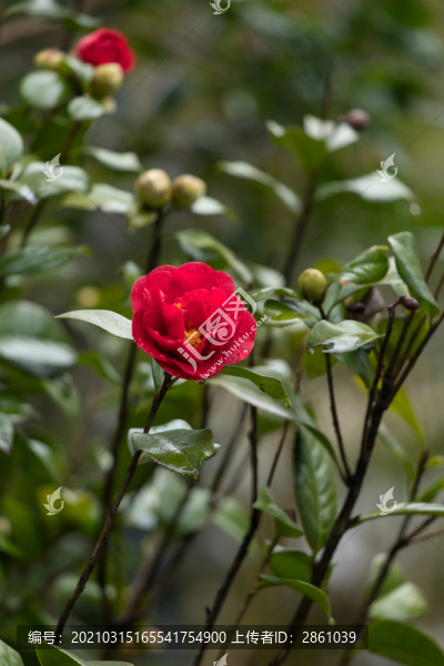 山茶花