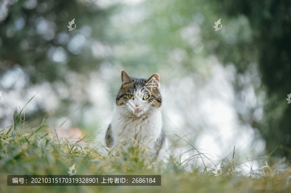 貓