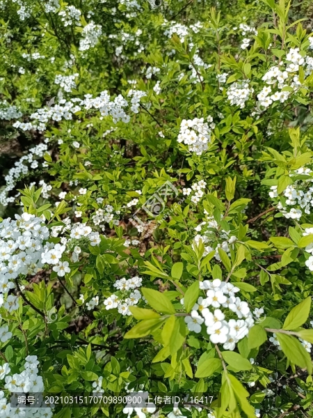 李葉繡線菊