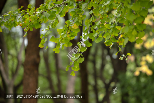 綠色銀杏
