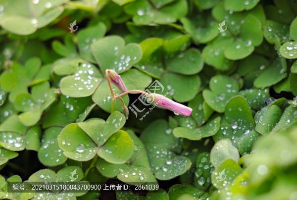 紅花酢漿草