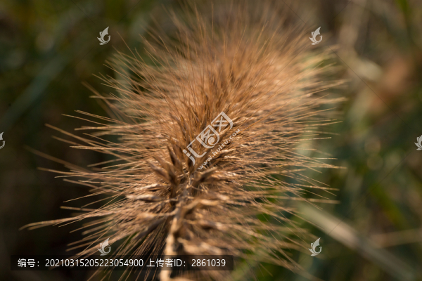 毛毛草
