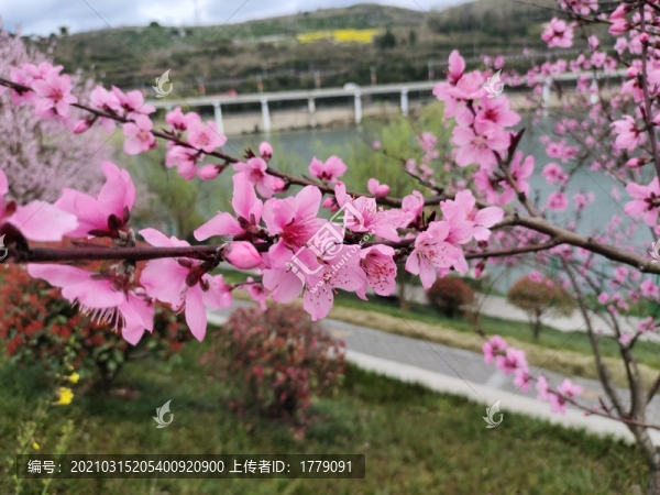 桃花