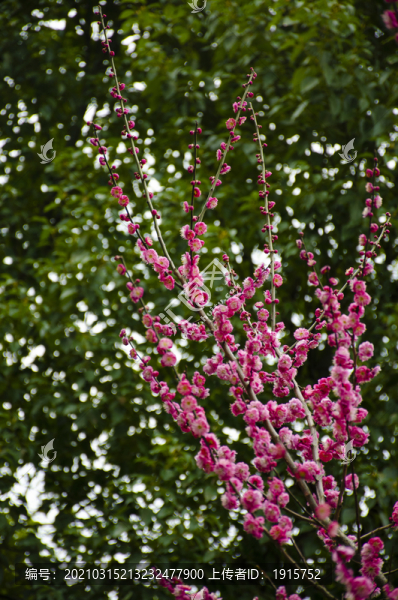 梅花