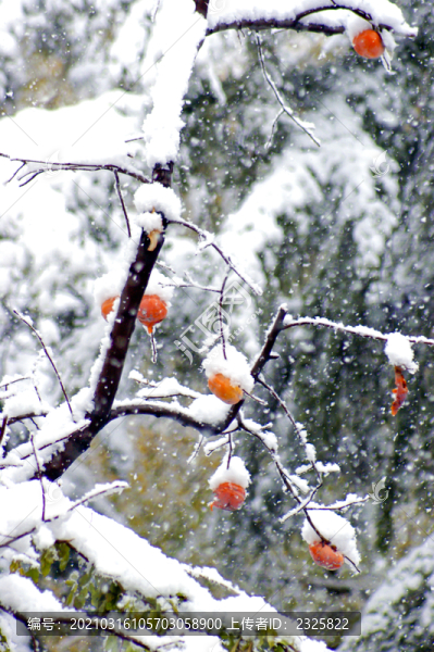 紅柿白雪