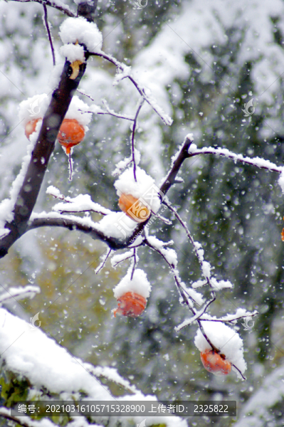 紅柿白雪