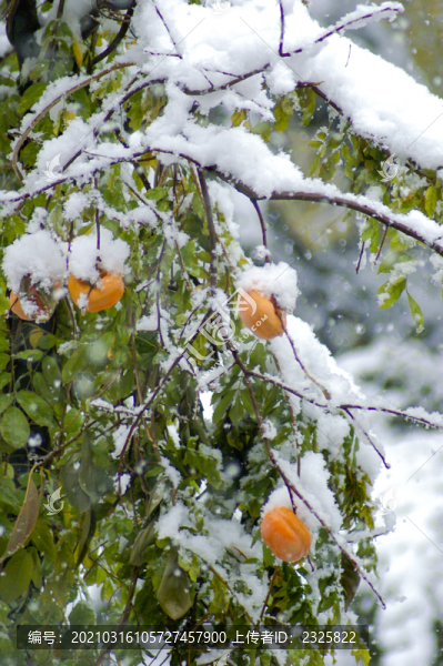 紅柿白雪