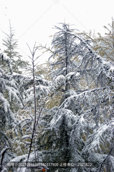 白雪壓青松