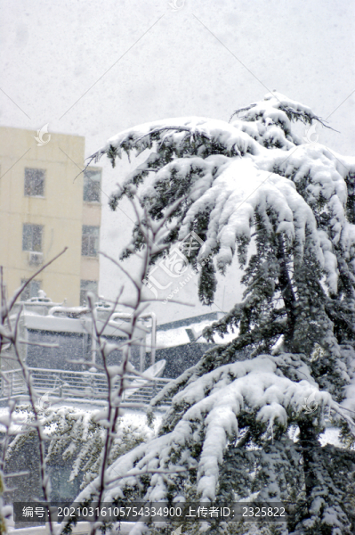 白雪皚皚
