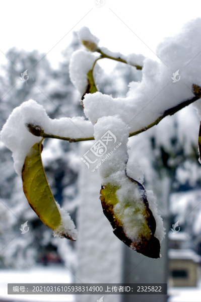 白雪皚皚