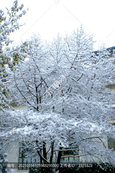 白雪皚皚