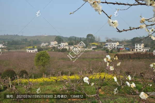 美麗桃園