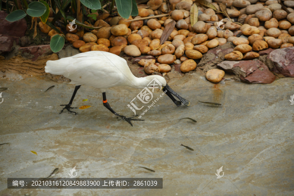 白色琵鷺