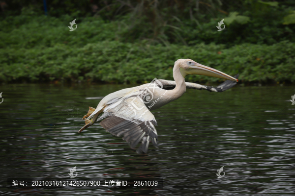 水面飛行的鵜鶘