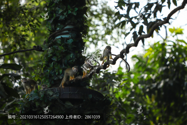 松鼠猴