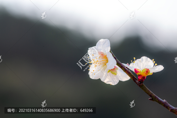 為有暗香來
