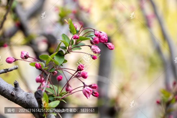 三月里的垂絲海棠盛開