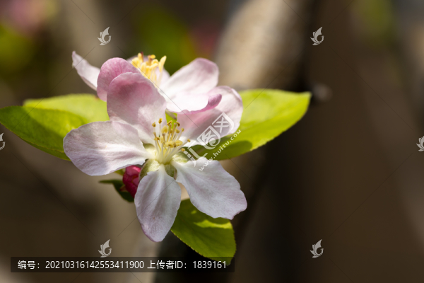 三月里的垂絲海棠盛開