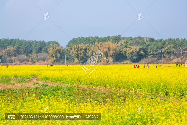 油菜花海