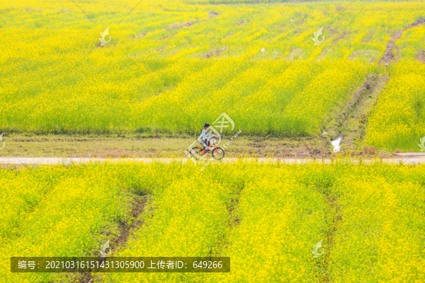 油菜花海里的小男孩