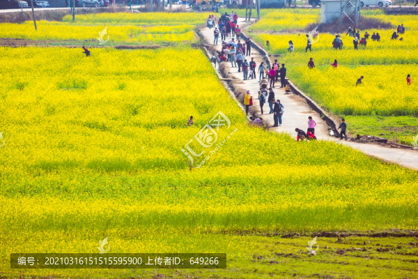 油菜花海里的游客