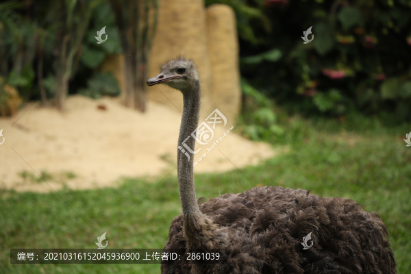 鴕鳥