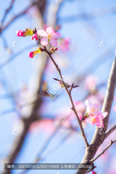櫻花開