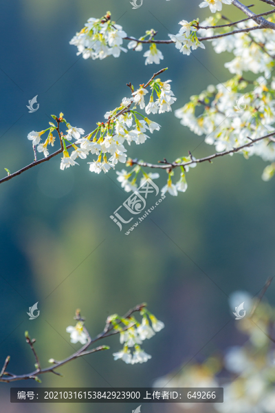 白櫻花