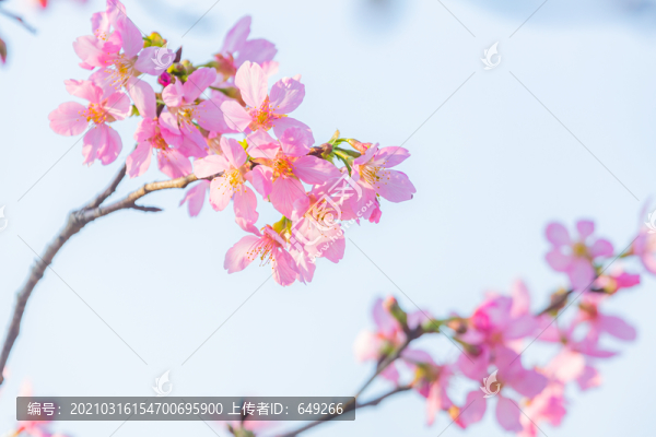 美麗櫻花
