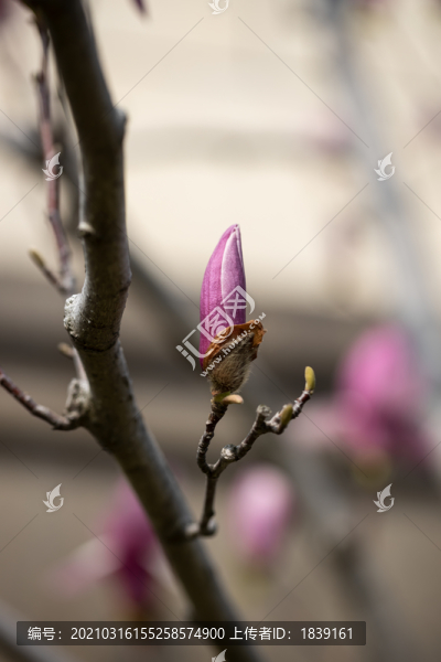 玉蘭花含苞待放