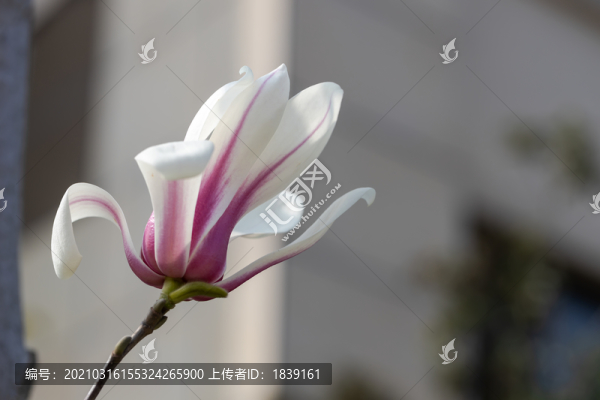 玉蘭花開春色撩人