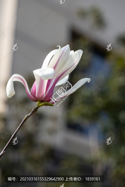 玉蘭花開春色撩人