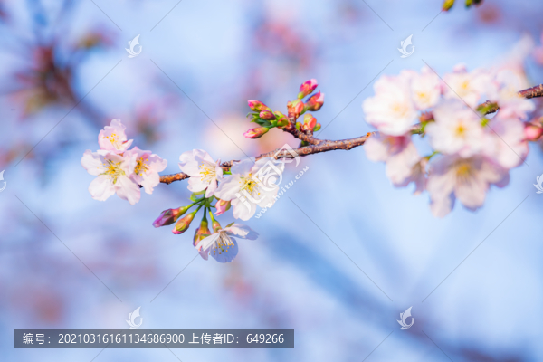 陽光下的白櫻花