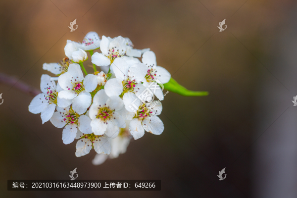 一串李花