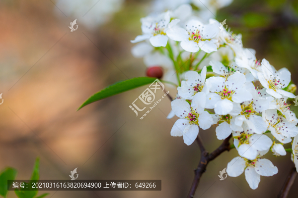 白色李子花