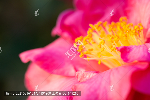 茶花開