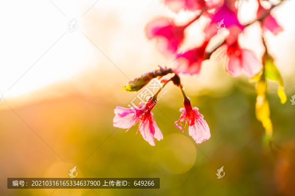 山櫻花
