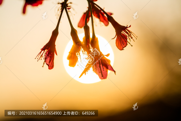 鐘花櫻桃