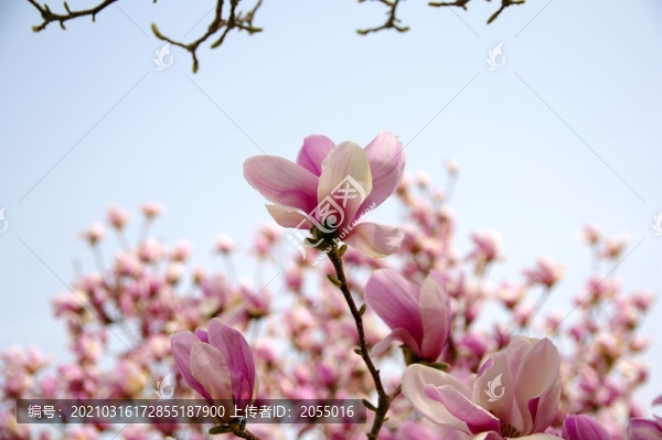 玉蘭花