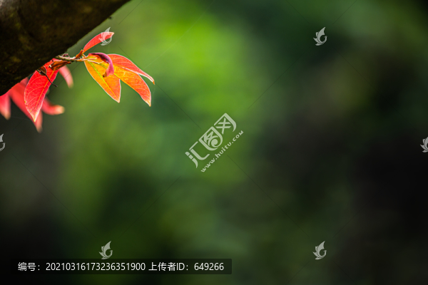 山烏桕紅葉