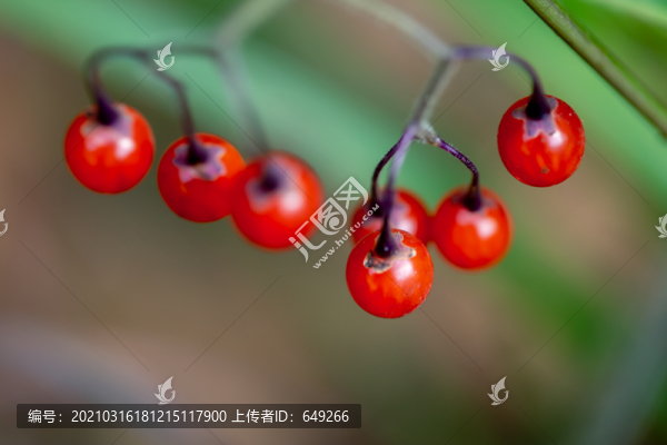 白英果