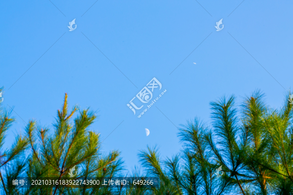 透過松針看月亮